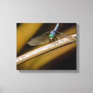 8379-2-Blue Dragonfly Canvas Print