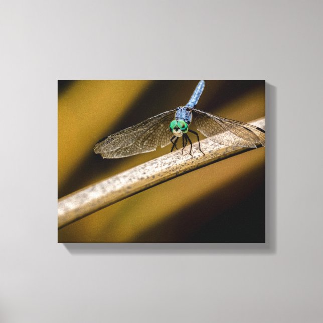 8379-2-Blue Dragonfly Canvas Print (Front)