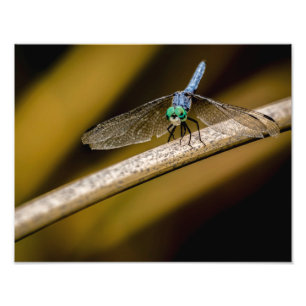 8379-2-Blue Dragonfly Photo Print