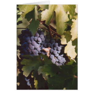 85. Sunlit Grapes, Sonoma County, CA