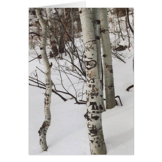 87. Tree Graffit & Pristine Snow, Colorado (Front)