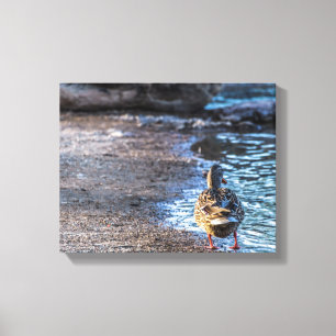 8801-Female Mallard Duck Walking on Shore Canvas Print