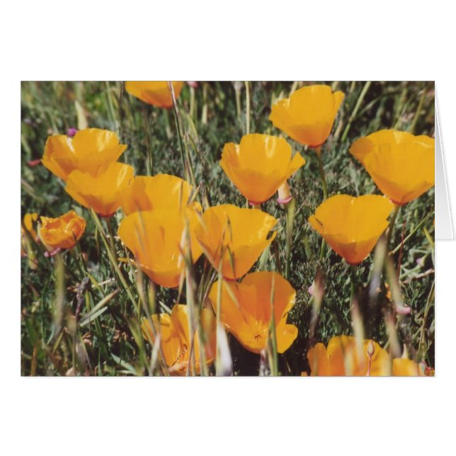 89. California Poppies (Front Horizontal)