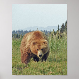 8.5x11 Poster Paper (Matte) of grizzly bear