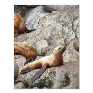8.5x11 Satin photo of sea lion