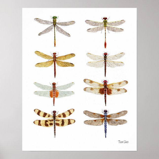 8 Dragonfly Watercolor Studies Poster (Front)
