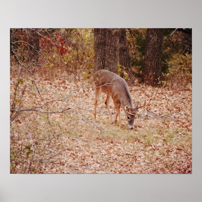 8 Point Wild Deer Buck Photographic Art Print (Front)