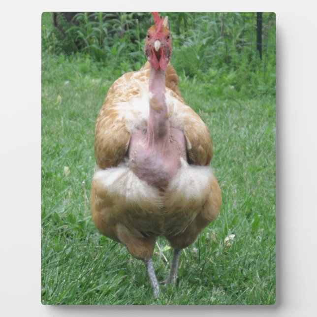 8"x 10" Plaque of Turken Hen (Front)