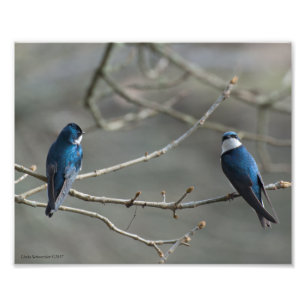 8X10 A Pair of Tree Swallows Photo Print