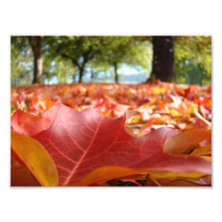 8x10 art prints Nature Photography Fall Leaves