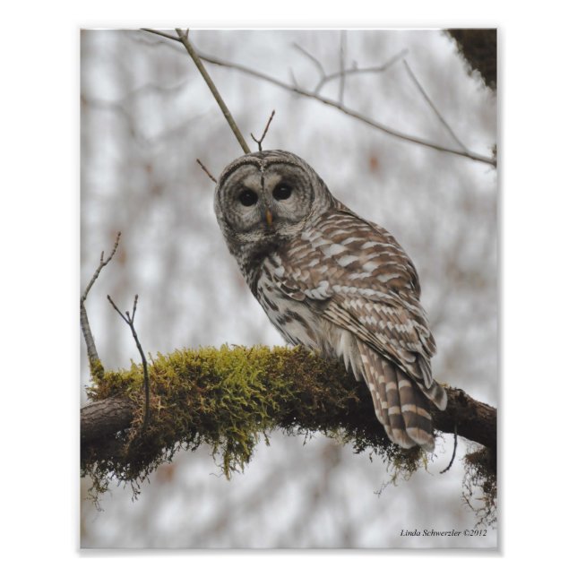8X10 Barred Owl in Big Leaf Maple Tree Photo Print (Front)