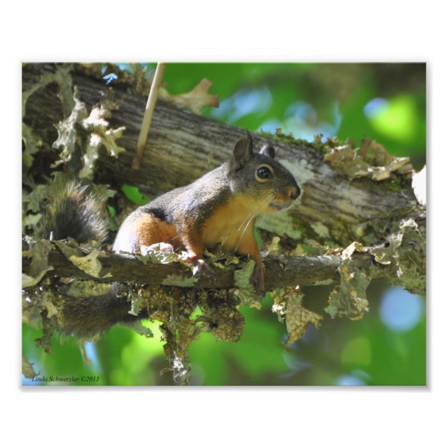 8X10 Douglas Squirrel sitting in a Maple tree Photo Print (Front)