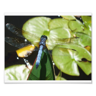 8x10 Dragonfly With Blue Body and Shadow Photo Print