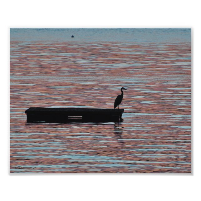 8X10 Great Blue Heron Silouhette Photo Print (Front)