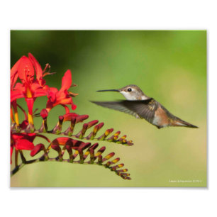 8X10 Hummingbird Lovers Delight Photo Print