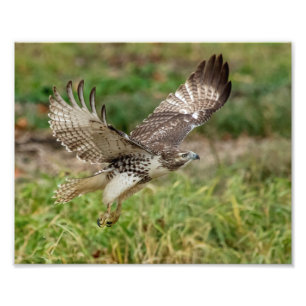 8x10 Immature Red Tailed Hawk Photo Print