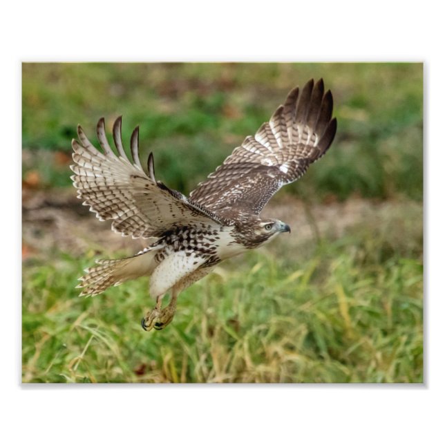 8x10 Immature Red Tailed Hawk Photo Print (Front)