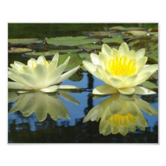 8x10 Mellow Yellow Photo Print