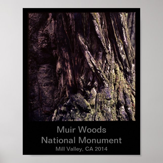 8x10 - Muir Woods National Monument Color (Dark) Poster (Front)