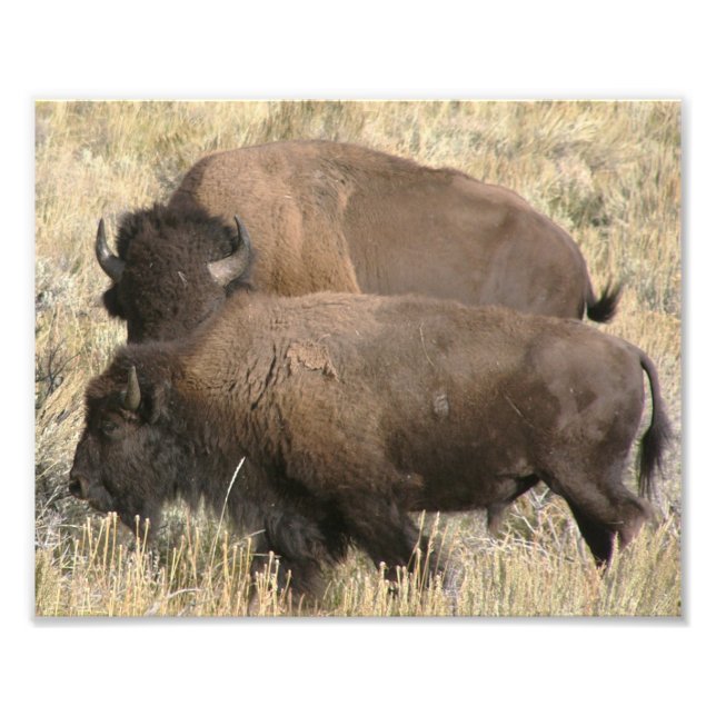8x10 photo of buffalo print (Front)