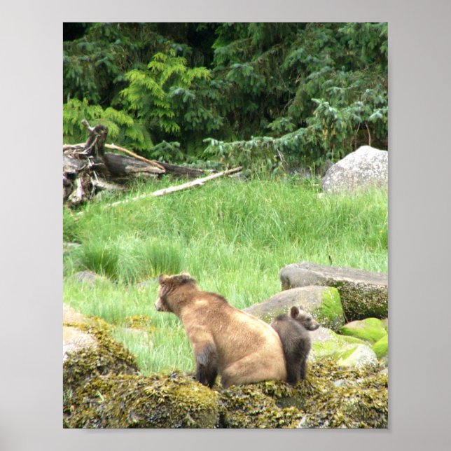 8x10 Poster Paper (Matte) of grizzly bear & cub (Front)