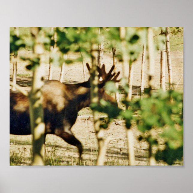 8x10  Poster Paper (Matte) of moose (Front)