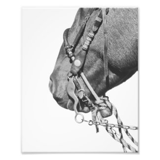 8x10 Print - Colt in the Two-Rein