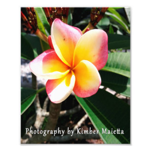 8x10 print- Pink and yellow plumeria Photo Print