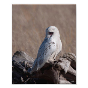8X10 Snowy Owl Laughs! Photo Print