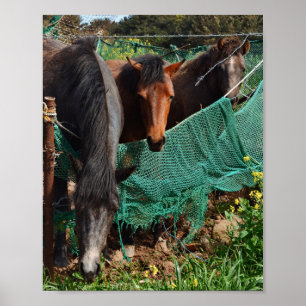 8x10 Three Horse Chingus Jeju-do Photo Print