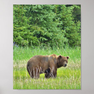 8x10 Value Poster Paper (Matte) w/ grizzly bear