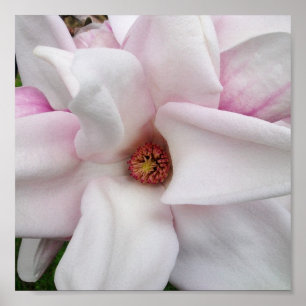 8x8 Magnolia Print