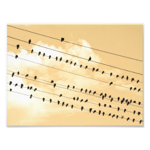 91(1) birds photo print
