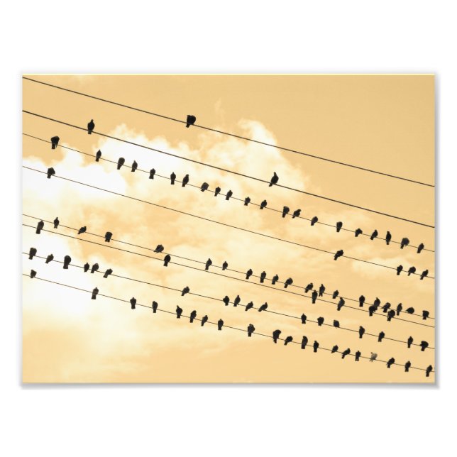 91(1) birds photo print (Front)