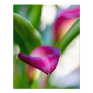 9324-Red Calla Lily Photo Print
