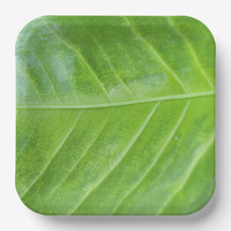 9-Inch Square Paper Plate with Enchanting Green 