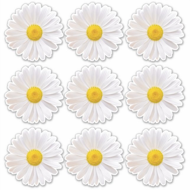 9 Shasta Daisy Flower Kiss-Cut Stickers (Front)