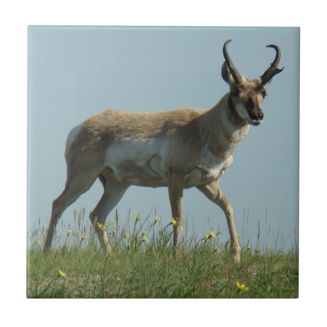 A10 Pronghorn Antelope and Yellow Wildflowers Tile (Front)