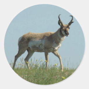 A10 Pronghorn Antelope Walking Threw Wildflowers Classic Round Sticker