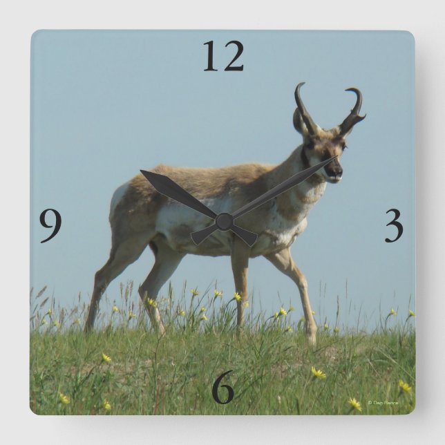 A10 Pronghorn Antelope Walking Threw Wildflowers Square Wall Clock (Front)