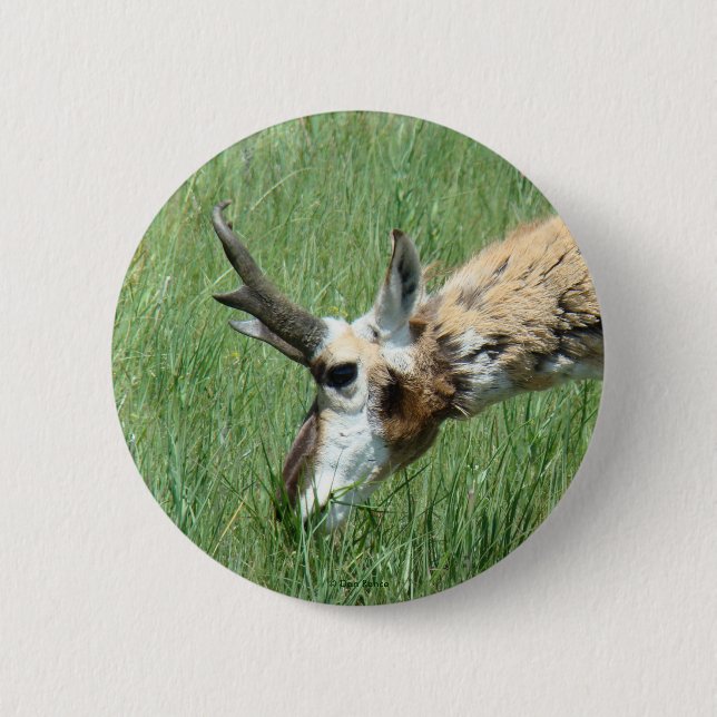 A11 Pronghorn Antelope 6 Cm Round Badge (Front)