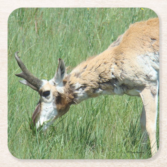 A11 Pronghorn Antelope Buck Grazing Square Paper Coaster (Front)