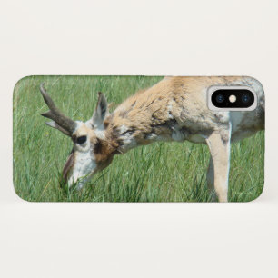 A11 Pronghorn Antelope Grazing iPhone X Case
