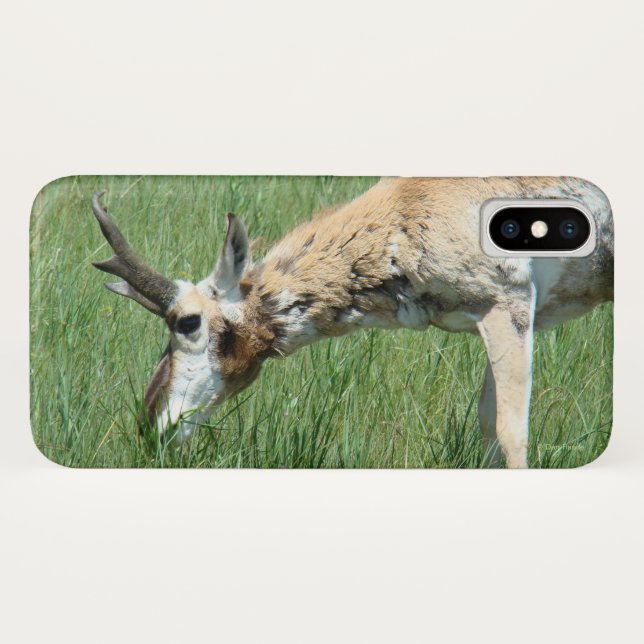 A11 Pronghorn Antelope Grazing Case-Mate iPhone Case (Back (Horizontal))