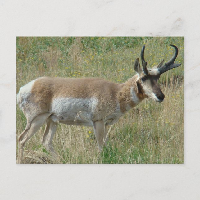 A12 Pronghorn Antelope Buck Postcard (Front)