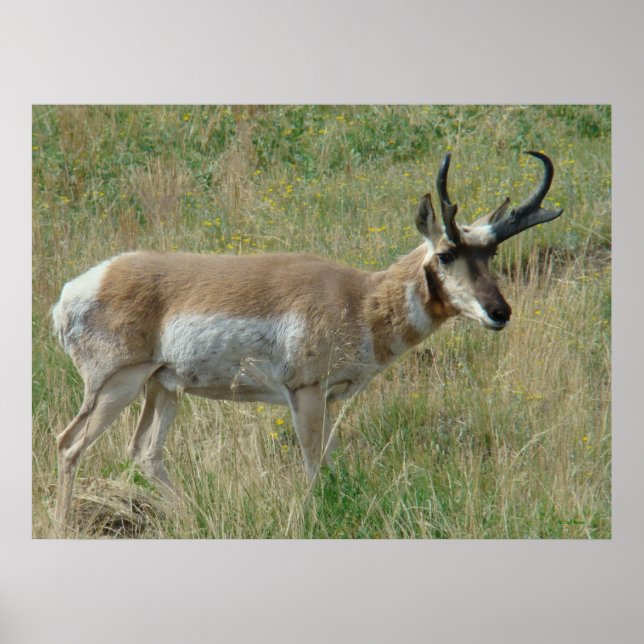 A12 Pronghorn Antelope Buck Poster (Front)