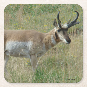 A12 Pronghorn Antelope Buck Square Paper Coaster