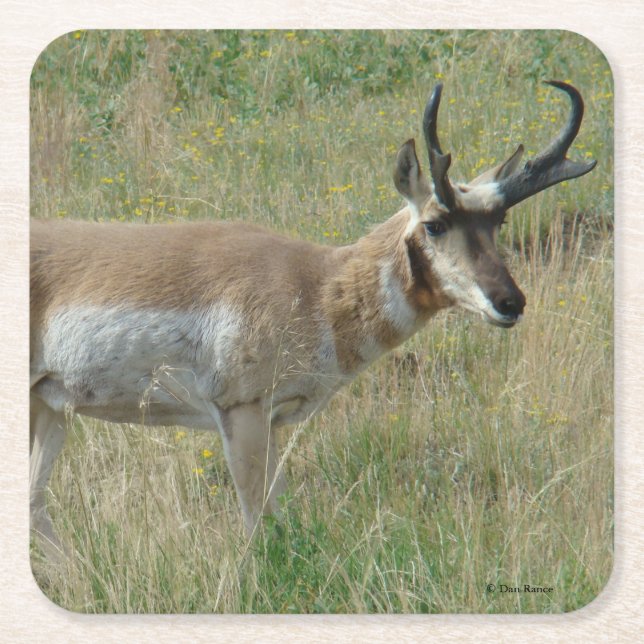 A12 Pronghorn Antelope Buck Square Paper Coaster (Front)