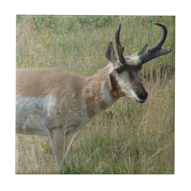 A12 Pronghorn Antelope Buck Tile (Front)