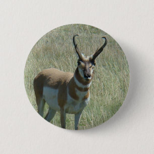 A13 Pronghorn Antelope 6 Cm Round Badge